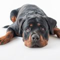 犬が『不安』になる…
