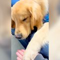 眠たい犬の前に手を…