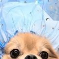 トリミング後に撮影…