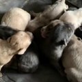 『犬の国ネパール』…