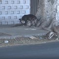 路上暮らしのピット…