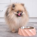 犬はどんな味を『美…