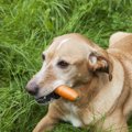 運動量の多い犬の健…