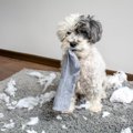 犬が『部屋を荒らし…