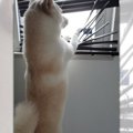 「張り込み中のイッ…