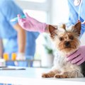 犬が感染しやすい『…