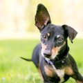 犬が『反応してしま…