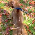 飼育放棄されボロボ…