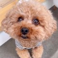 『お留守番はイヤ』…
