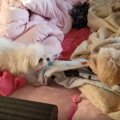 熱き戦い！もこもこ…
