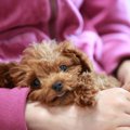 犬の抱っこされてる…