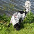 犬が他の犬のオシッ…