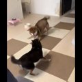 柴犬さんのダンスバ…