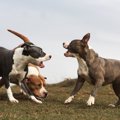 犬の世界に『いじめ…