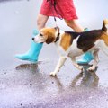 雨の日に愛犬の散歩…