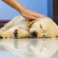 犬にしてはいけない…