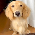 家の中なのに…何が何…