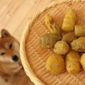 犬の『温活』に欠か…