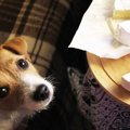 犬の『鼻』が持つ驚…