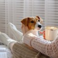 犬があなたに近づい…