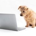 犬もベイビー・ヨー…