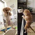 わんこと私のビック…