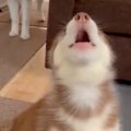 『全部お姉ちゃんの…