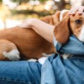 犬を抱っこしてもす…