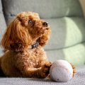 犬が飼い主に『おね…