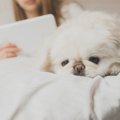 犬を飼う前に考えて…