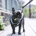 犬が散歩中に草を食…