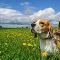 人見知りな犬のお散…