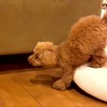 弟犬がお兄ちゃん犬…