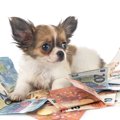犬を飼うのに『必要…