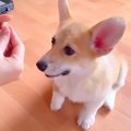 生後3ヶ月の子犬に『…