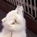 枝をくわえた犬の前…