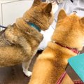 犬を連れて動物病院…