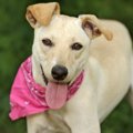 犬が舌を出す理由は…