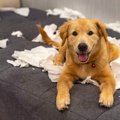 犬には絶対NG！『超…