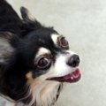 チワワの熱中症まと…
