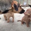 奇跡！３匹の野良犬…