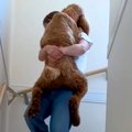 階段を登った大型犬→…