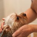 犬がお風呂に入るの…
