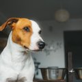 犬の食器の高さ、最…