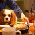 三重県のドッグカフ…
