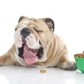 犬が『ご飯をだらだ…