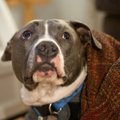 犬が飼い主を心配し…