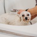 犬が『お風呂に入り…