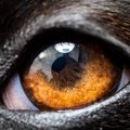犬を撮影すると目が…