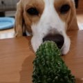 それ食べれる？ゴー…